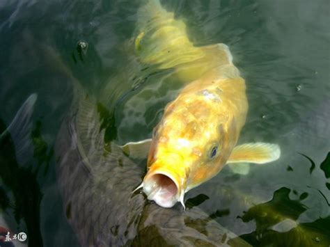 夢到魚池很多魚|夢見捉魚、抓魚、捕魚